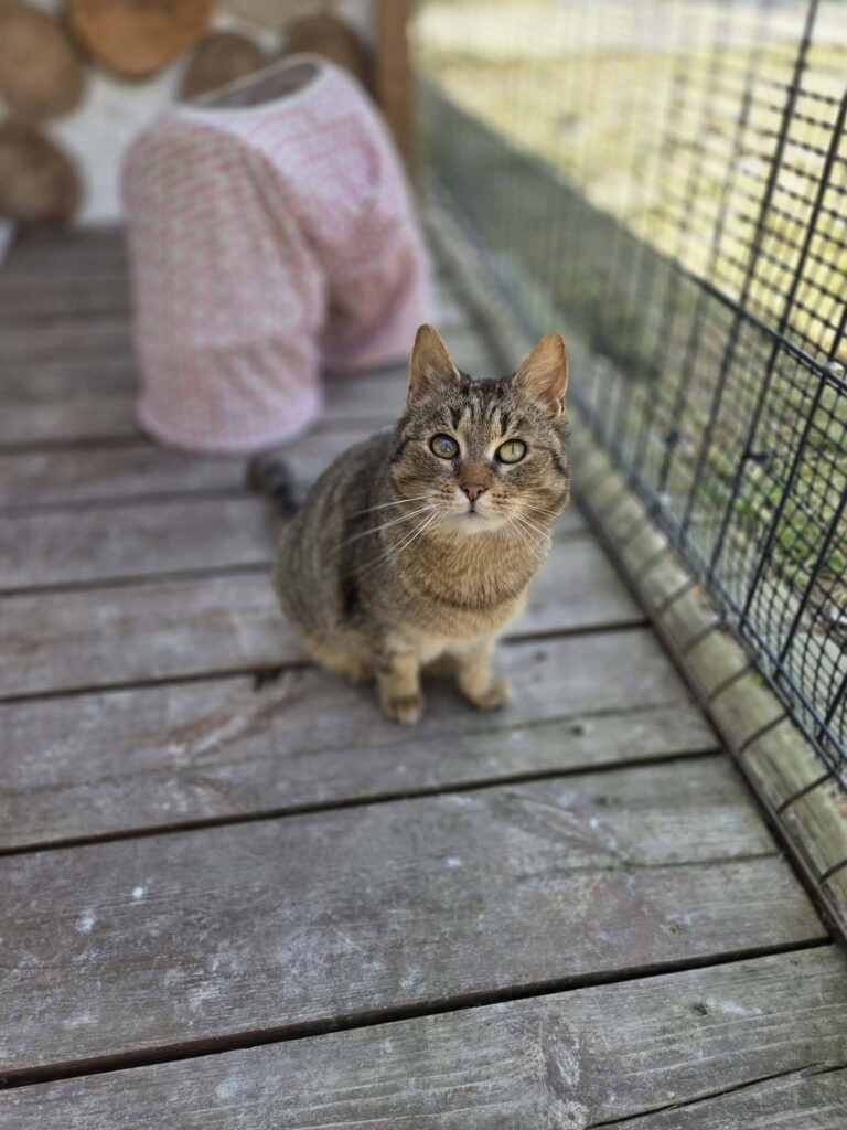 Adoptuj zwierzęta Schronisko dla bezdomnych zwierząt w Ostródzie