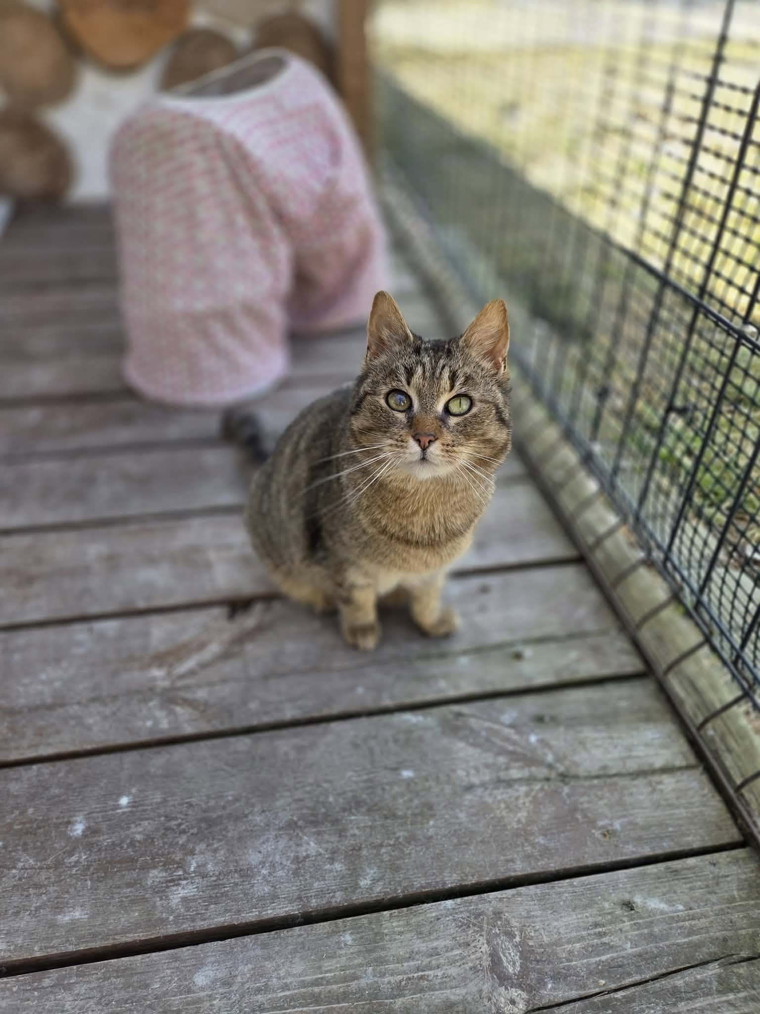 Adoptuj zwierzęta Schronisko dla bezdomnych zwierząt w Ostródzie