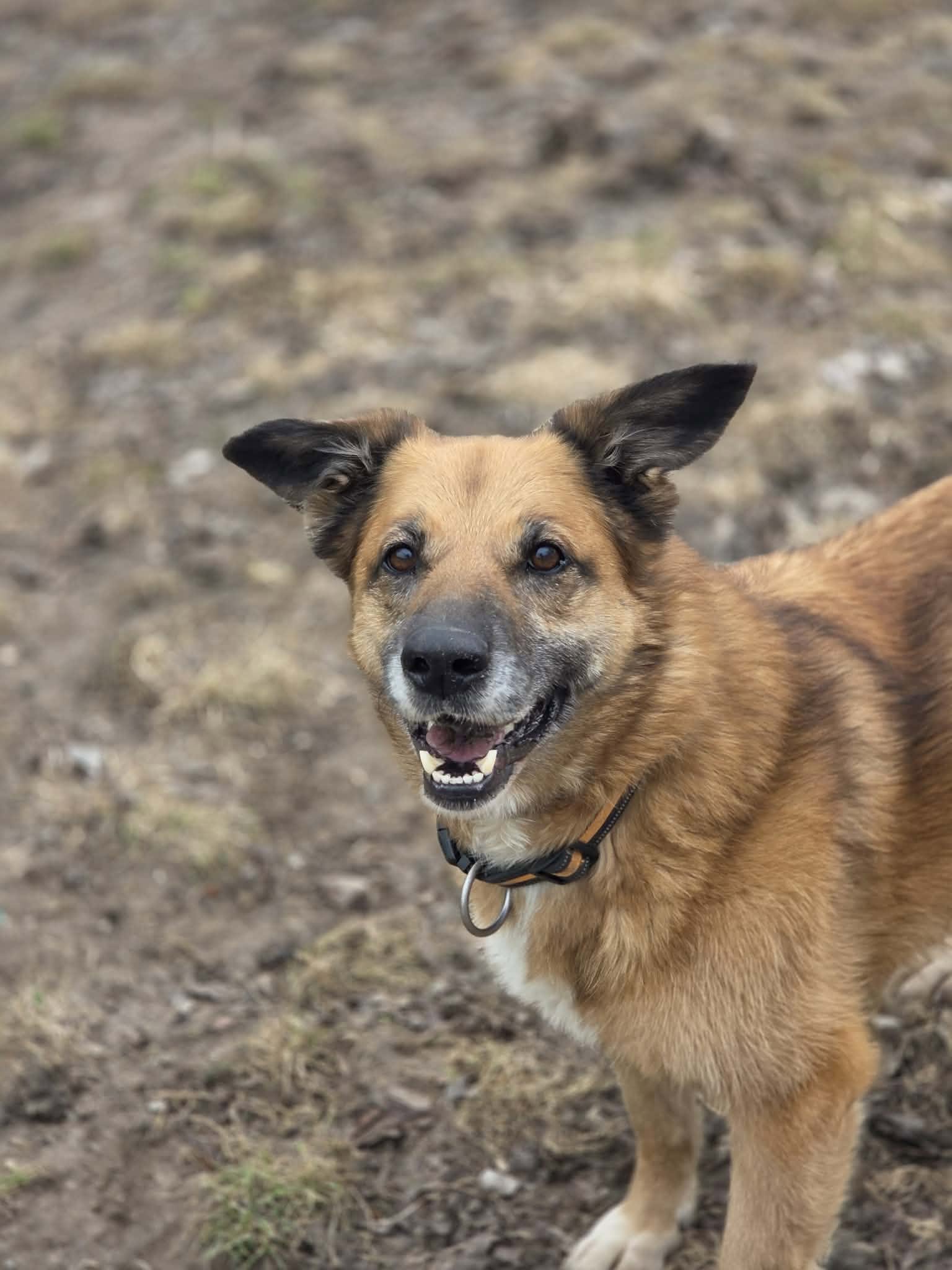 Adoptuj zwierzęta Schronisko dla bezdomnych zwierząt w Ostródzie