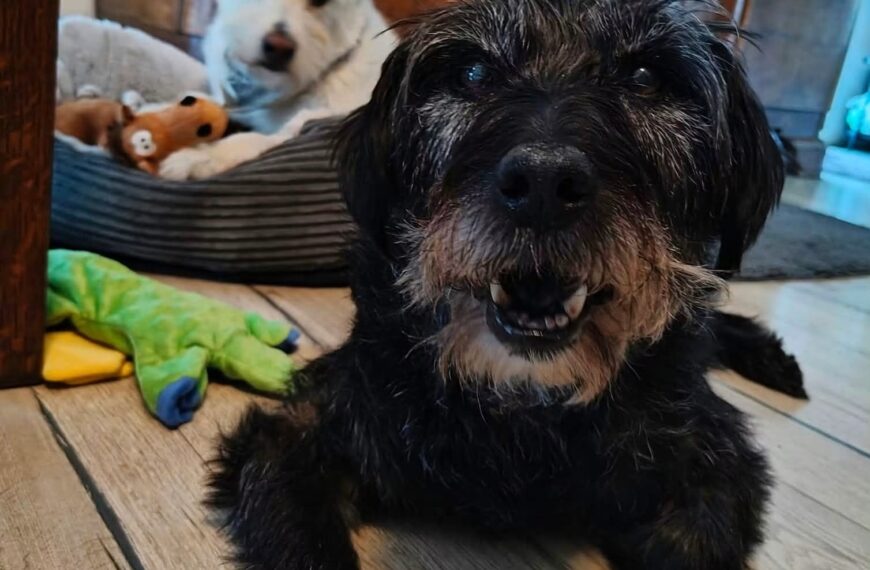 🏆 ADOPCJA ROKU: Cywil i Baranek razem na zawsze! 🐾