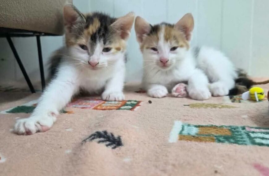 Kira i Nela