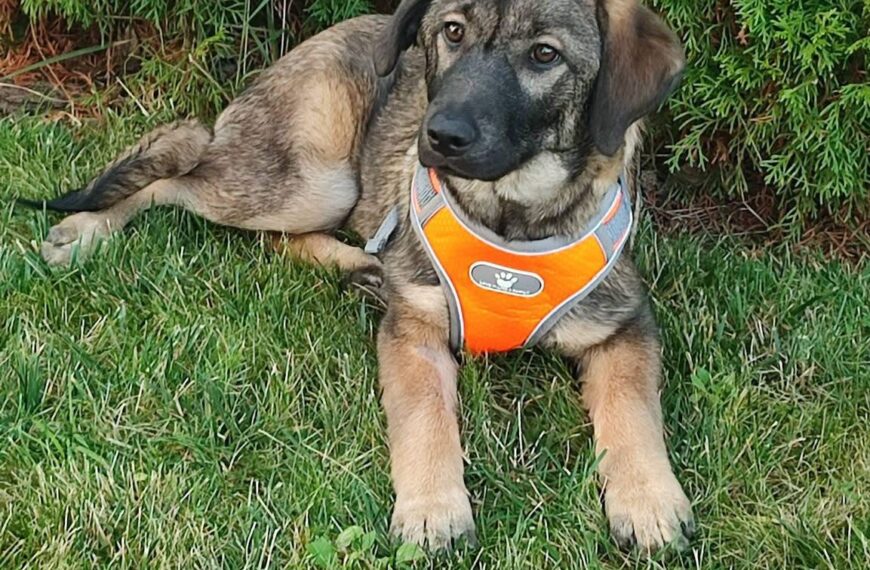 Misia chciałaby dorastać u Twojego boku! 🐾