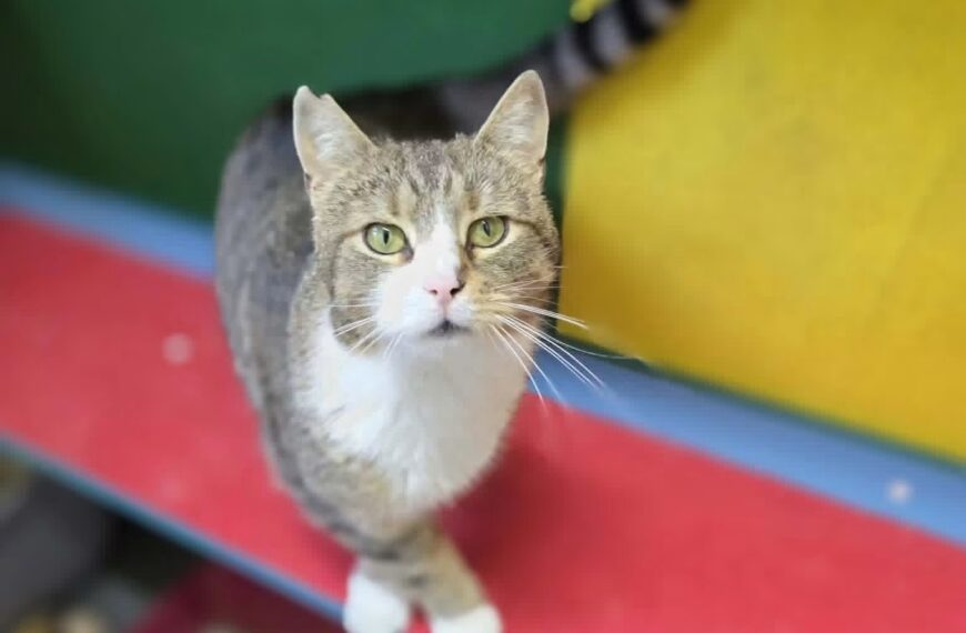 Podaruj Fifce dom, a ona wypełni go mruczeniem!🐱