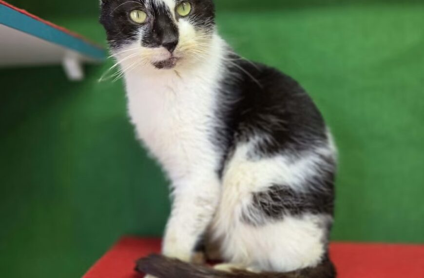 Tolek — dostojny pan i przytulas na pełen etat!😼