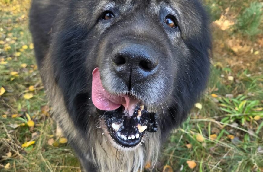 🐻Grubcio – wielki miś o jeszcze większym sercu szuka domu!🏡