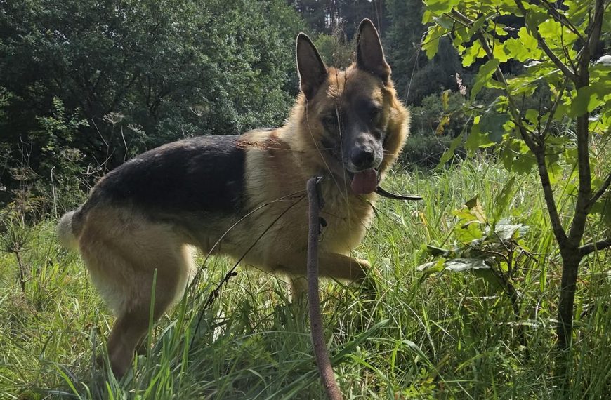 Greta -cudowna sunia, w typie owczarka niemieckiego.